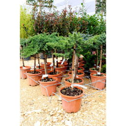 FÖVENYBORÓKA- JUNIPERUS IN VARIETA’ 1/4 STANDARD