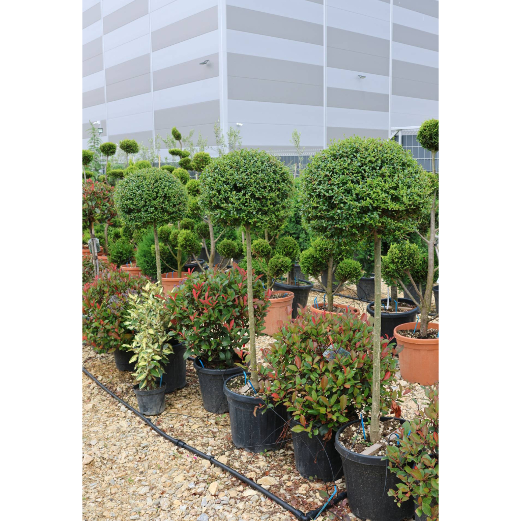 TÖRPE FAGYAL MAGASTÖRZSŰ 1/2 STANDARD- LIGUSTRUM DELAVAJANUM[JONANDRUM] 1/2 STANDARD