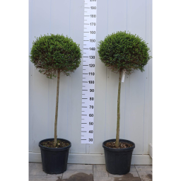 TÖRPE FAGYAL MAGASTÖRZSŰ 1/2 STANDARD- LIGUSTRUM DELAVAJANUM[JONANDRUM] 1/2 STANDARD