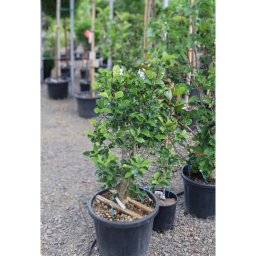 MAGNÓLIA GENIE BOKOR-MAGNOLIA GENIE BUSH