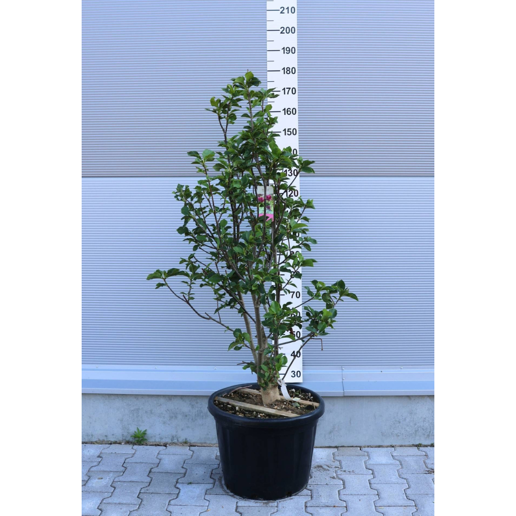 MAGNÓLIA GENIE BOKOR-MAGNOLIA GENIE BUSH