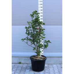 MAGNÓLIA GENIE BOKOR-MAGNOLIA GENIE BUSH