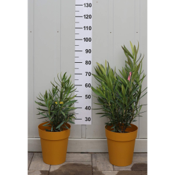 LEANDER CSERJE-NERIUM OLEANDER IN VARIETA’ BUSH