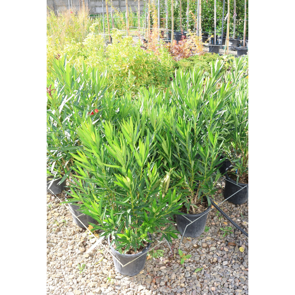 LEANDER CSERJE-NERIUM OLEANDER IN VARIETA’ BUSH