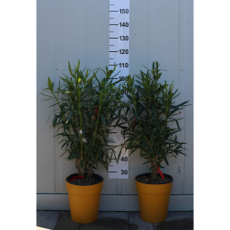LEANDER CSERJE-NERIUM OLEANDER IN VARIETA’ BUSH