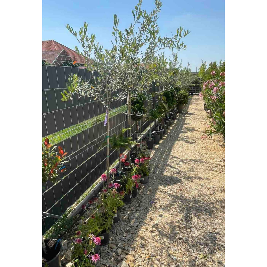 OLAJFA MAGASTÖRZSŰ 3L-OLEA EUROPAEA 1/2 STANDARD