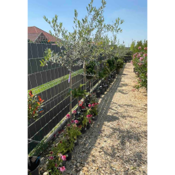 OLAJFA MAGASTÖRZSŰ 3L-OLEA EUROPAEA 1/2 STANDARD