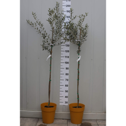 OLAJFA MAGASTÖRZSŰ 3L-OLEA EUROPAEA 1/2 STANDARD