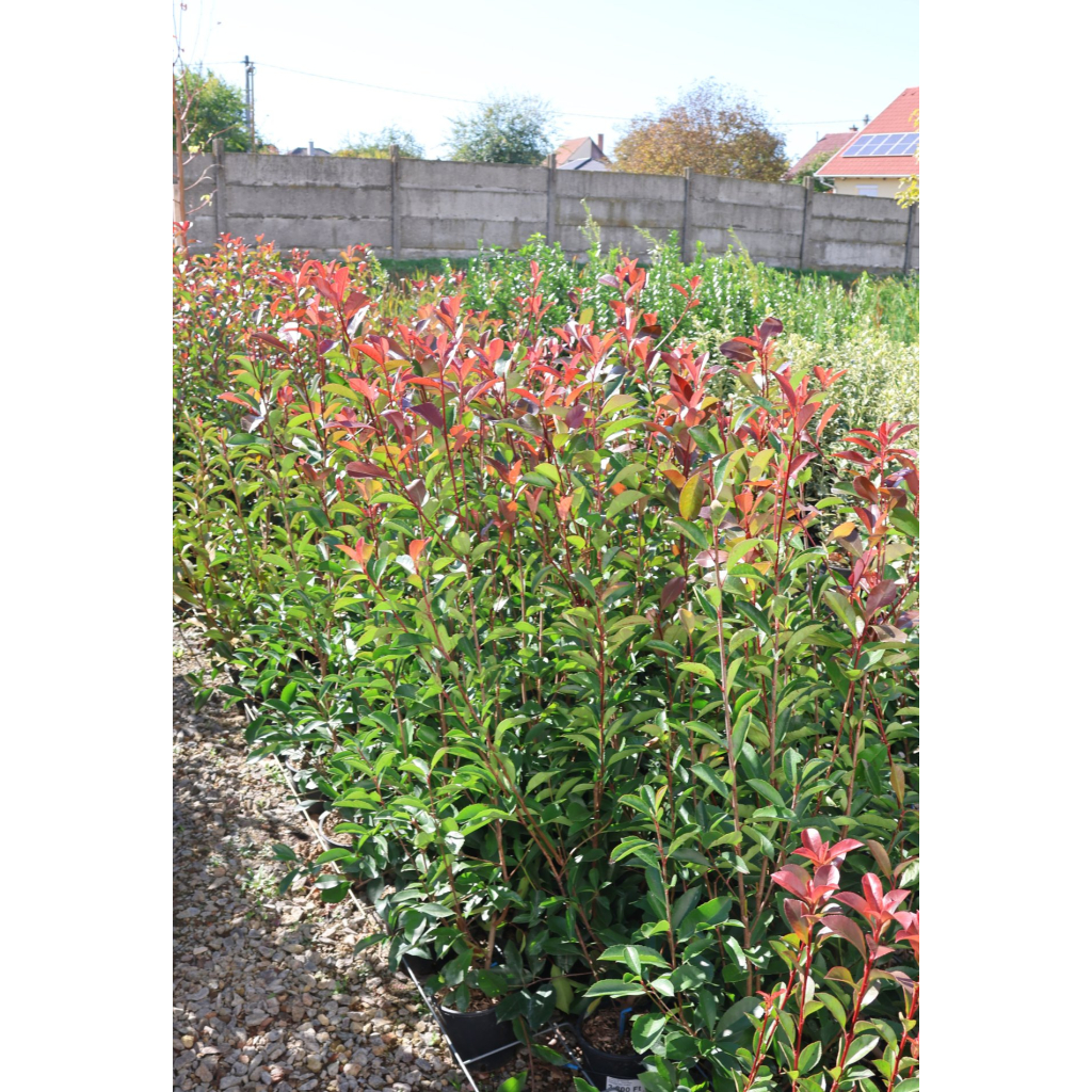 KORALLBERKENYE RED ROBIN BOKOR 3L-PHOTINIA FRASERI RED ROBIN