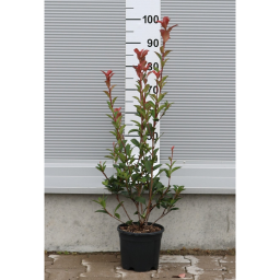 KORALLBERKENYE RED ROBIN BOKOR 3L-PHOTINIA FRASERI RED ROBIN
