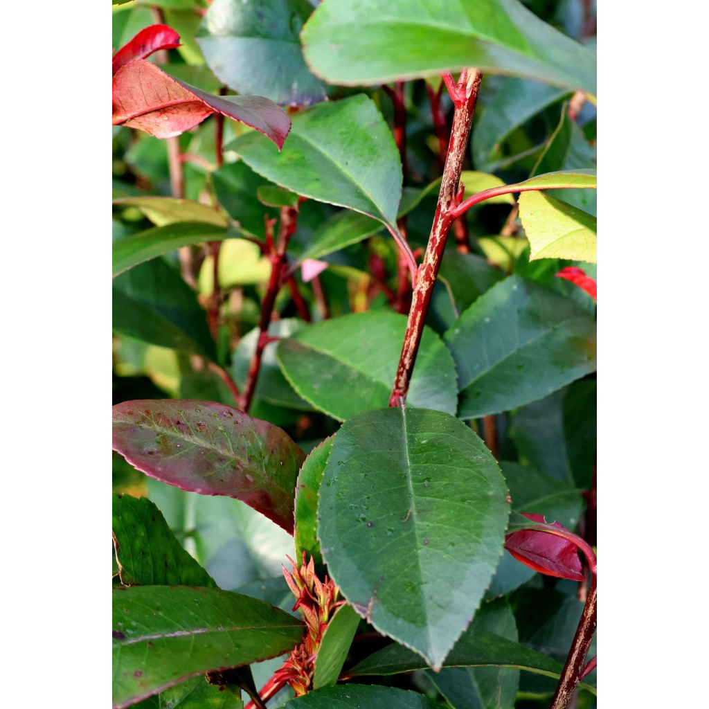 KORALLBERKENYE RED ROBIN TÖRZSES 1/4-PHOTINIA FRASERI RED ROBIN 1/4 STANDARD