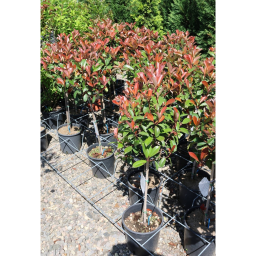 KORALLBERKENYE RED ROBIN TÖRZSES 1/4-PHOTINIA FRASERI RED ROBIN 1/4 STANDARD