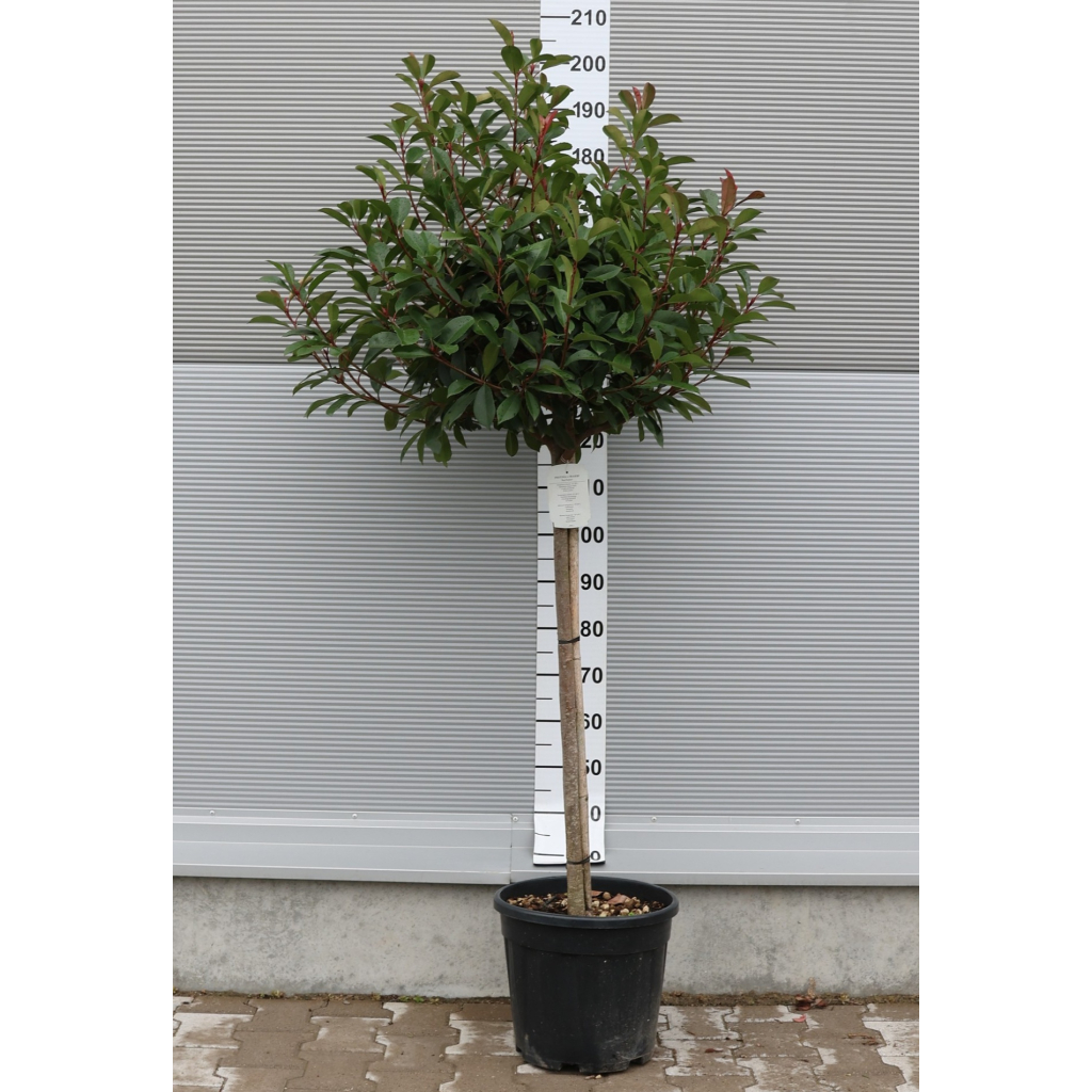 KORALLBERKENYERED ROBIN TÖRZSES 1/2-PHOTINIA FRASERI RED ROBIN 1/2 STANDARD
