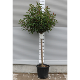 KORALLBERKENYERED ROBIN TÖRZSES 1/2-PHOTINIA FRASERI RED ROBIN 1/2 STANDARD