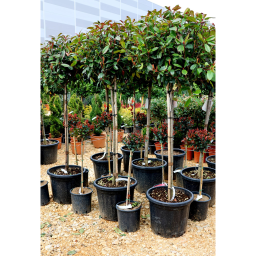 KORALLBERKENYERED ROBIN TÖRZSES 1/2-PHOTINIA FRASERI RED ROBIN 1/2 STANDARD