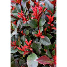 TÖRZSES KORALLBERKENYE 1/2 STANDARD-PHOTINIA FRASERI ROBUSTA COMPACTA 1/2 STANDARD