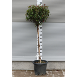 TÖRZSES KORALLBERKENYE 1/2 STANDARD-PHOTINIA FRASERI ROBUSTA COMPACTA 1/2 STANDARD