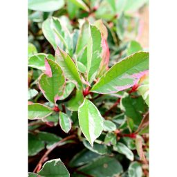 KORALLBERKENYE GÖMB PINK MARBLE 1/4 STANDARD-PHOTINIA FRASERI PINK MARBLE 1/4 STANDARD