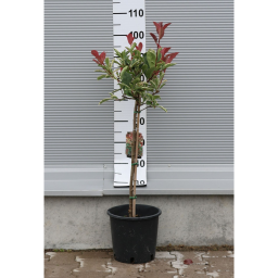 KORALLBERKENYE GÖMB PINK MARBLE 1/4 STANDARD-PHOTINIA FRASERI PINK MARBLE 1/4 STANDARD