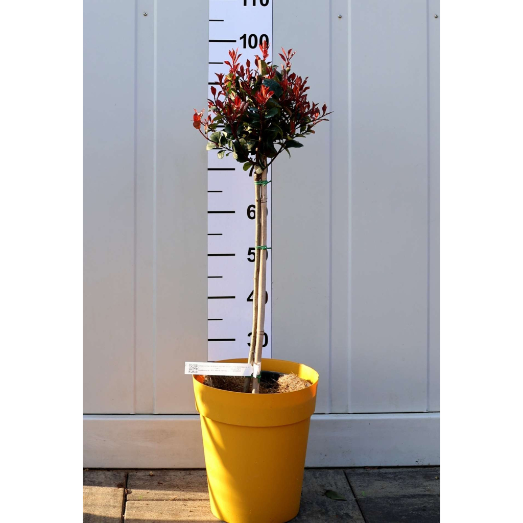TÖRZSES KORALLBERKENYE 1/4 STANDARD-PHOTINIA FRASERI LITTLE RED ROBIN 1/4 STANDARD