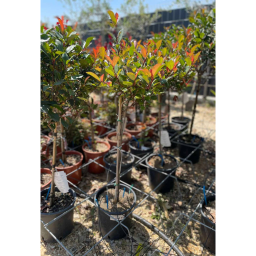 TÖRZSES KORALLBERKENYE 1/4 STANDARD-PHOTINIA FRASERI LITTLE RED ROBIN 1/4 STANDARD
