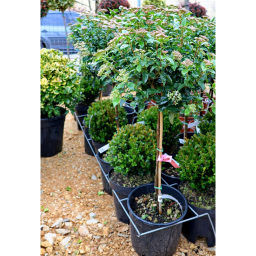 TÉLI BANGITA TÖRZSES 1/4-VIBURNUM TINUS EVE PRICE 1/4 STANDARD
