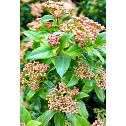 TÉLI BANGITA TÖRZSES 1/4-VIBURNUM TINUS EVE PRICE 1/4 STANDARD