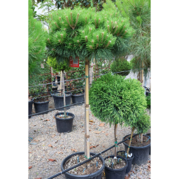 JAPÁN TÖRPEFENYŐ 1/2 STANDARD-PINUS BREVIFLORA 1/2 STANDARD