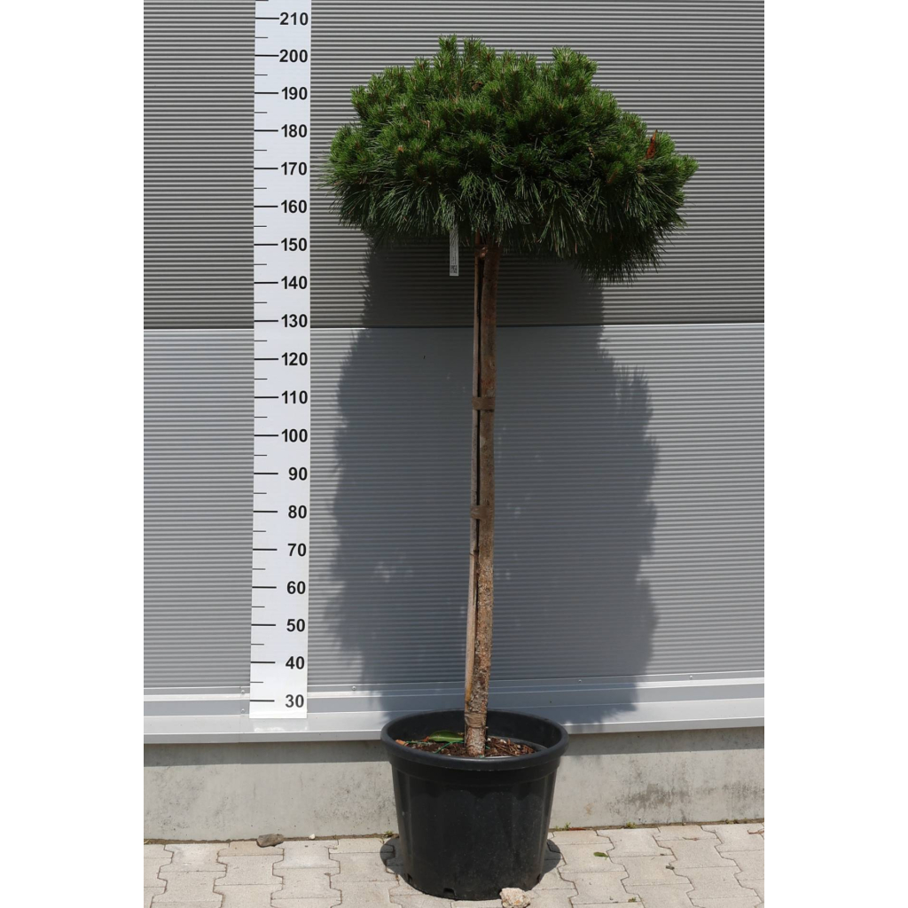 JAPÁN TÖRPEFENYŐ 1/2 STANDARD-PINUS BREVIFLORA 1/2 STANDARD