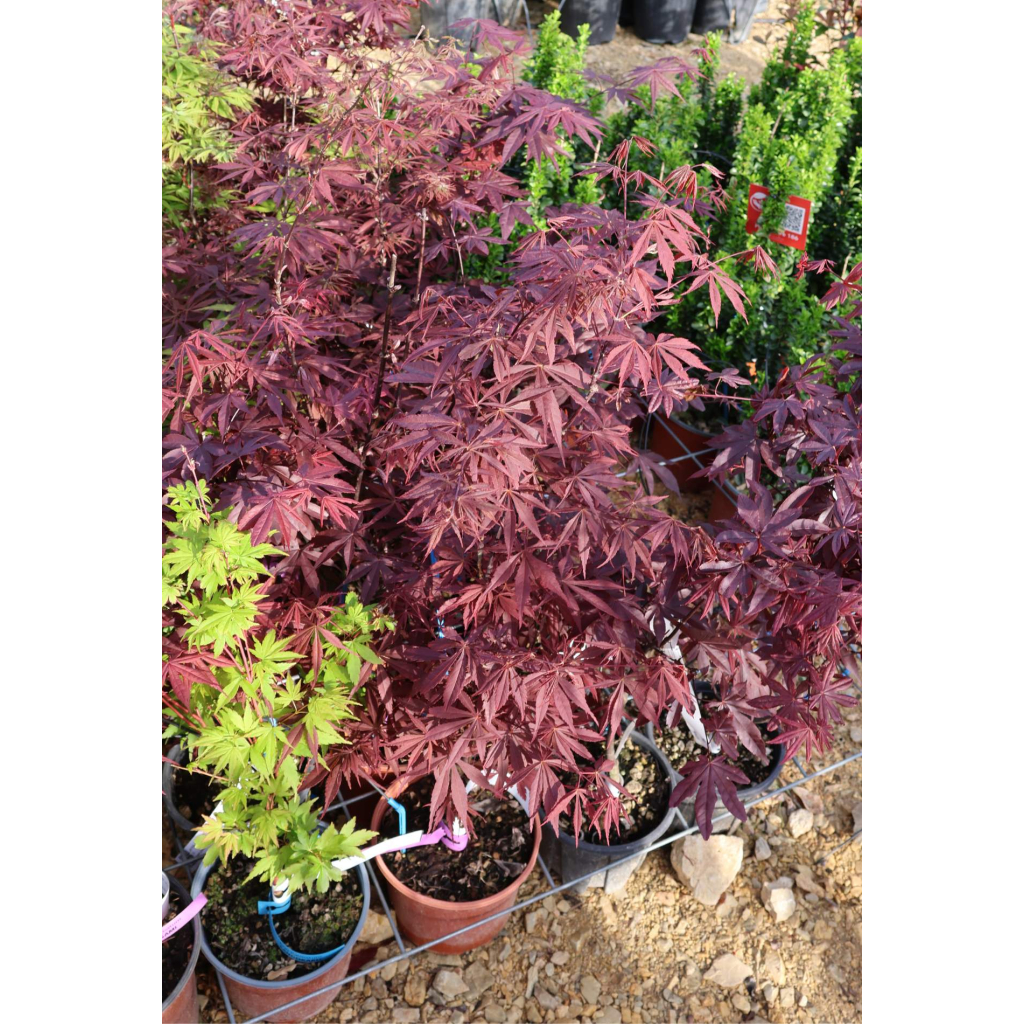 JAPÁN JUHAR - ACER PALMATUM BUSH