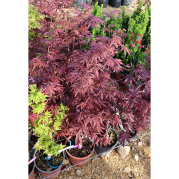 JAPÁN JUHAR - ACER PALMATUM BUSH