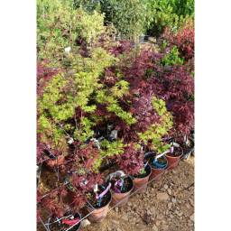 JAPÁN JUHAR - ACER PALMATUM BUSH