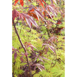 JAPÁN JUHAR - ACER PALMATUM BUSH