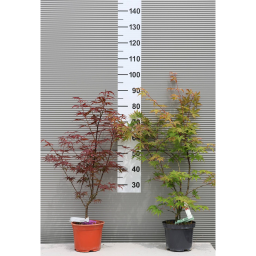 JAPÁN JUHAR - ACER PALMATUM BUSH