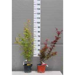 JAPÁN JUHAR - ACER PALMATUM BUSH