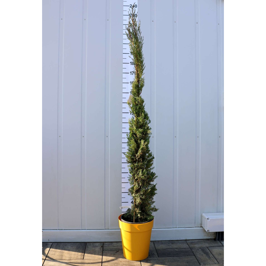 EURÓPAI CIPRUS-CUPRESSUS SEMPERVIRENS PYRAMIDALIS BUSH