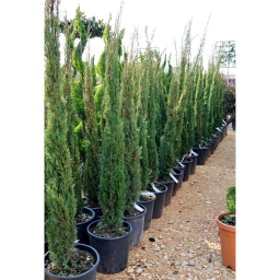 EURÓPAI CIPRUS-CUPRESSUS SEMPERVIRENS PYRAMIDALIS BUSH