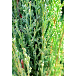 EURÓPAI CIPRUS-CUPRESSUS SEMPERVIRENS PYRAMIDALIS BUSH