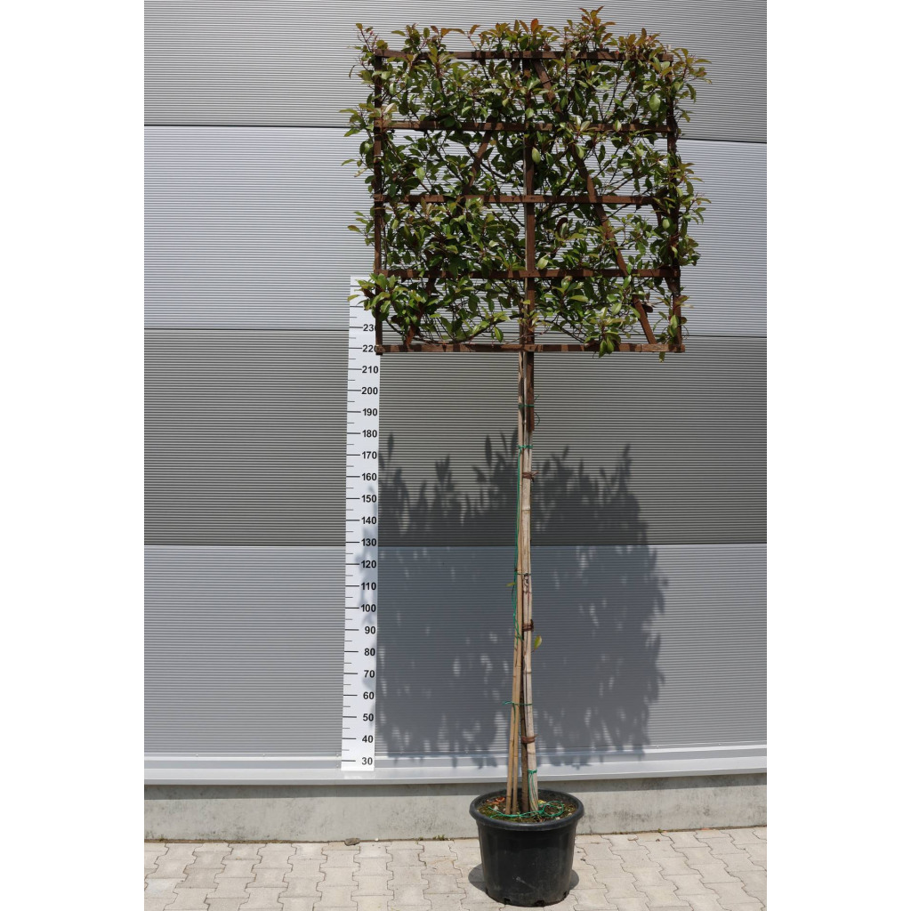 KORALLBERKENYE TÉRELVÁLASZTÓ FA- PHOTINIA FRASERI RED ROBIN