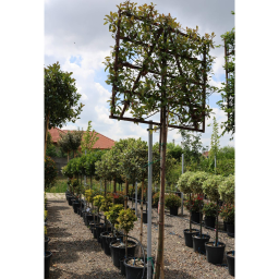 KORALLBERKENYE TÉRELVÁLASZTÓ FA- PHOTINIA FRASERI RED ROBIN