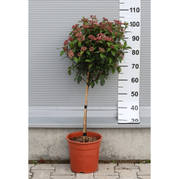 TÉLI BANGITA TÖRZSES 1/4-VIBURNUM TINUS EVE PRICE 1/4 STANDARD