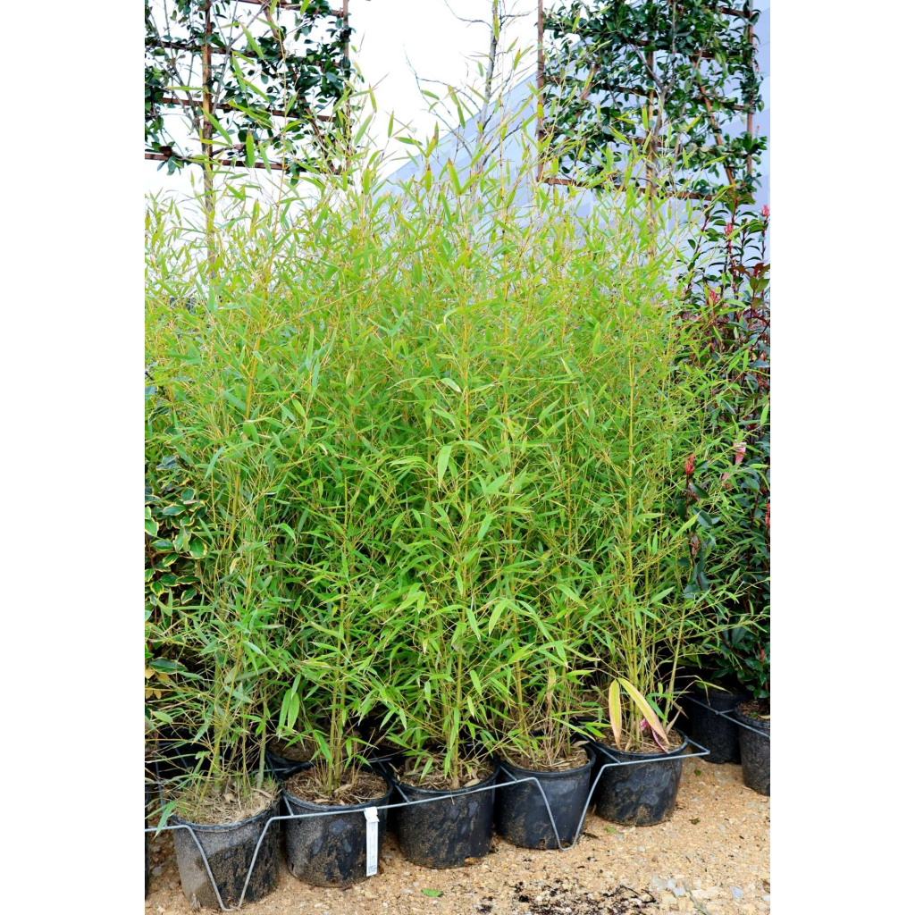 ARANYSÁRGA BAMBUSZ-BAMBUSA AUREA