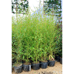 ARANYSÁRGA BAMBUSZ-BAMBUSA AUREA