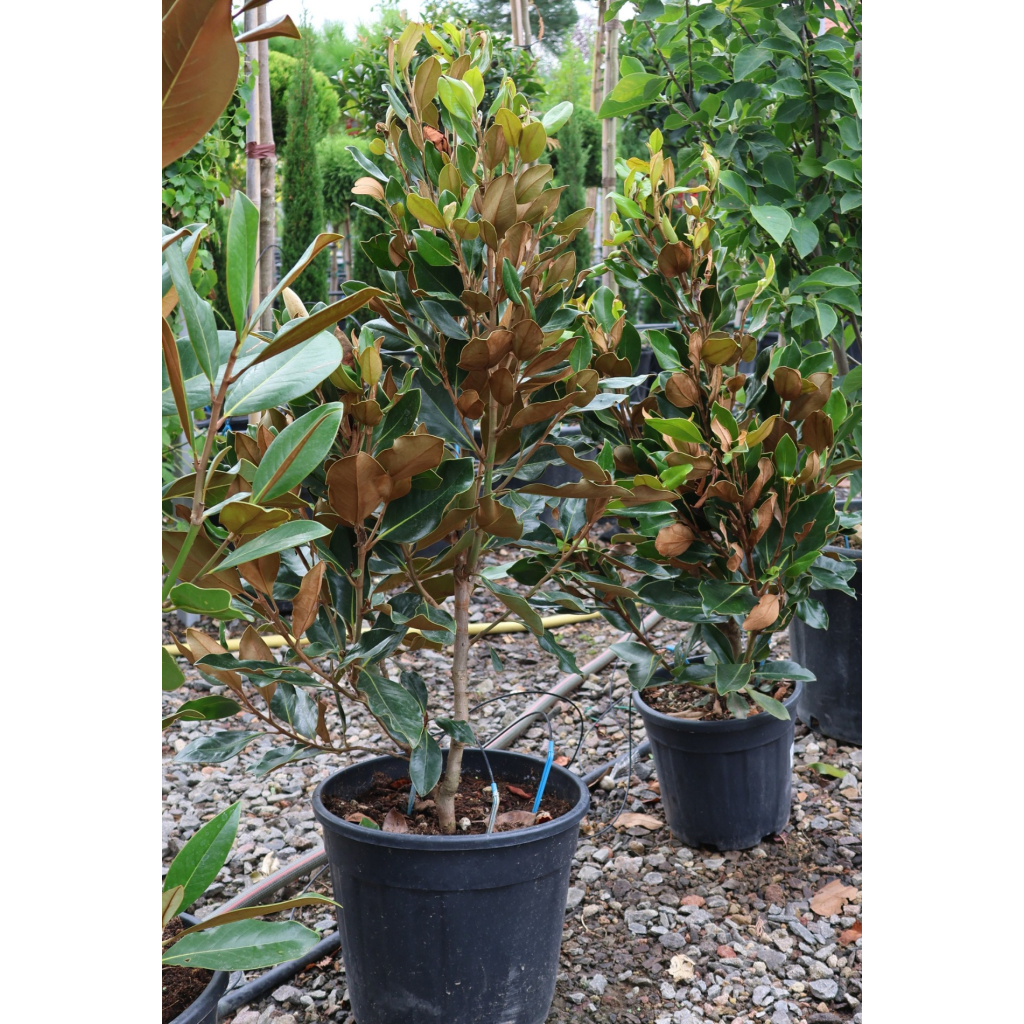 ÖRÖKZÖLD MAGNÓLIA-MAGNOLIA GRANDIFLORA LITTLE GEM CLT 18