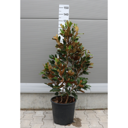 ÖRÖKZÖLD MAGNÓLIA-MAGNOLIA GRANDIFLORA LITTLE GEM CLT 18