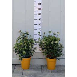 TÉLI BANGITA CSERJE 3L-VIBURNUM TINUS EVE PRICE