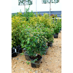 TÉLI BANGITA CSERJE 3L-VIBURNUM TINUS EVE PRICE