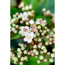 TÉLI BANGITA CSERJE 3L-VIBURNUM TINUS EVE PRICE