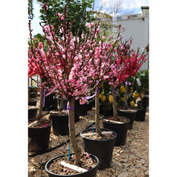 ŐSZIBARACK GYÜMÖLCSFA 1/4 STANDARD- PRUNUS PERSICA IN VARIETA 1/4 STANDARD