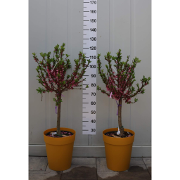 ŐSZIBARACK GYÜMÖLCSFA 1/4 STANDARD- PRUNUS PERSICA IN VARIETA 1/4 STANDARD